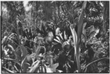 Pig festival, singsing, Kwiop: decorated men with feather headdresses dance in bush