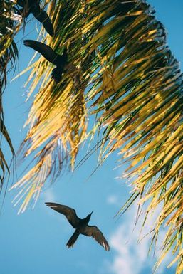 Birds among palm fronds, Atafu, Tokelau