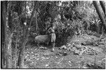 Pig festival, pig sacrifice, Tsembaga: in ancestral shrine, man with pig tethered next to above ground oven