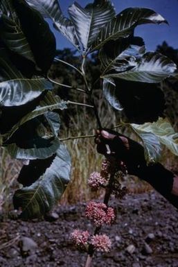 [Euodia leaves and flowers close-up in Lae, Papua New Guinea]