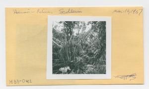 [Sadleria in Hawaii, envelope IE33-042]