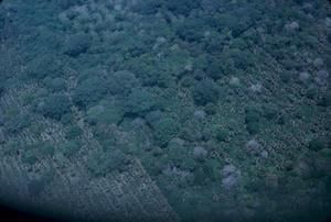 [Aerial view of forested plains on Espiritu Santo, Vanuatu]