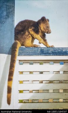 Okapa - Okapa Post - tree kangaroo (kapul)