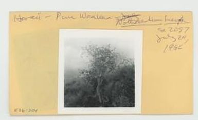 [Nothocestrum breviflorum in Hawaii, envelope IE26-204]