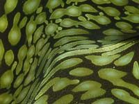 Patterns in Undersea Nature 04