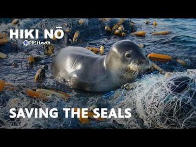Behind the Scenes at Hawai'i's Hawaiian Monk Seal Hospital | HIKI NŌ on PBS Hawaiʻi