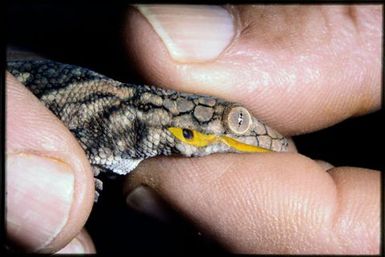 Eurydactylodes symmetricus