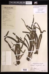 Haplopteris ensiformis