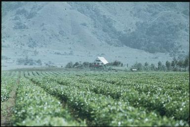 A tea plantation with its farm : Wahgi Valley, Papua New Guinea, 1970 / Terence and Margaret Spencer