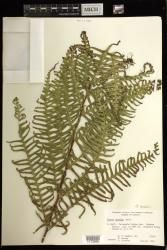 Pteris terminalis