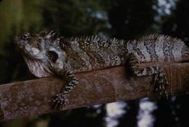 [Tree lizard close-up in Papua New Guinea]