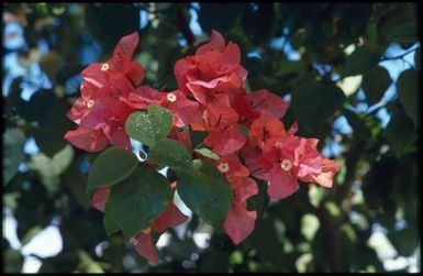 Pink flowers with green foliage.