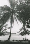 Palm tree, Arue, Tahiti