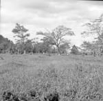 Avele school plantation.