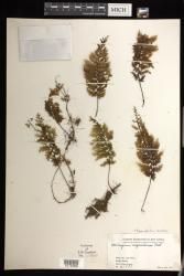 Hymenophyllum serrulatum