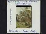 Young coconut palms (immature), Poligolo, [Papua New Guinea], Dec 1963