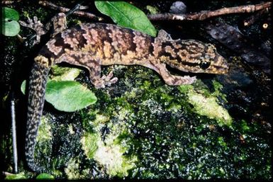 Bavayia geitaina