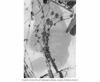 Morning glory with normal stem growth and abnormal leaf growth, Enjebi Island, Enewetak Atoll, summer 1949
