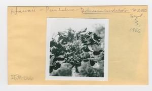 [Delissea undulata in Hawaii, envelope IE29-066]