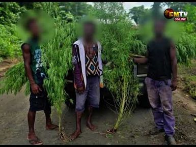 MARIJUANA CULTIVATION