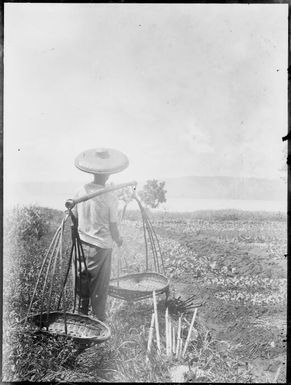 Chinese market gardener, Rabaul, New Guinea, ca. 1929 / Sarah Chinnery