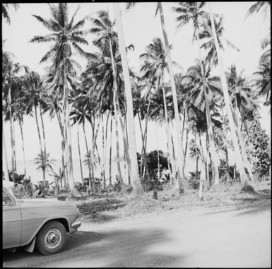 View through palm trees, Taveuni, Fiji, 1966 / Michael Terry