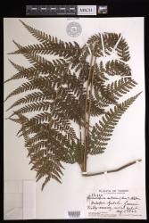 Microlepia setosa