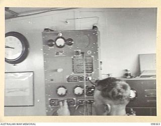 WEWAK, NEW GUINEA. 1945-10-29. CORPORAL W.F. WIGGINS, 1 BROADCASTING STATION, AUSTRALIAN ARMY AMENITIES SERVICE MONITORING THE TRANSMISSION AT RADIO STATION 9AJ DURING THE BROADCAST