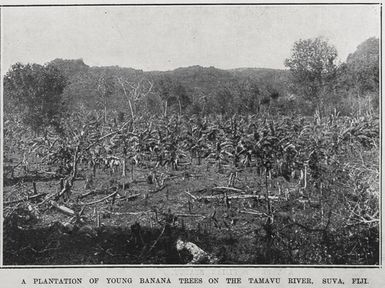 A plantation of young banana trees on the Tamavu River, Suva, Fiji