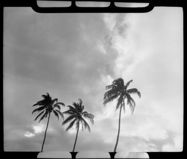 Coconut Palm trees, Fiji