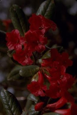 [Rhododendron sanguineum in Morobe Province, Papua New Guiena]