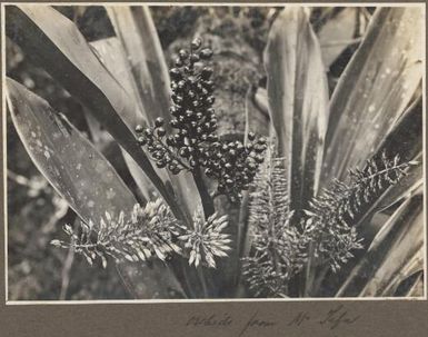 Orchids from Mount Tafa, [Papua New Guinea] Frank Hurley