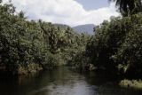 French Polynesia, dense jungle growing along waterway on Tahiti Island