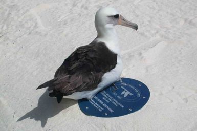 Laysan Albatross resting on the refuge time capsule