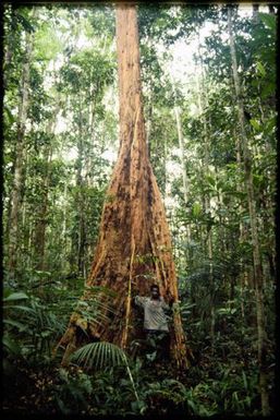 Buttressed tree