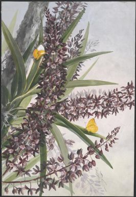 Cymbidium canaliculatum var. Sparkesii, Papua New Guinea, 1916? / Ellis Rowan