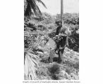 Expedition team member Kellogg taking a radiation count on Bikini Island, summer 1949