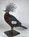 Goura cristata (Pallas): COLUMBIDAE: common crowned pigeon