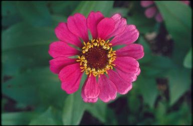 Bright pink flower with brown and yellow centre