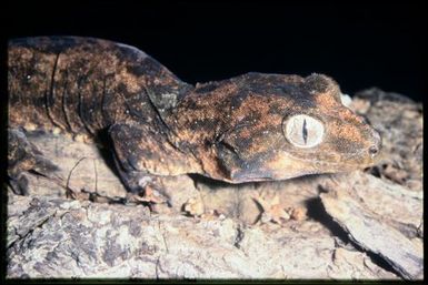 Mniarogekko chahoua