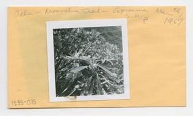 [Coprosma in Hawaii, envelope IE33-075]
