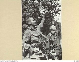 1943-09-25. NEW GUINEA. NADZAB. PARATROOPER W. FLEENOR OF NEW YORK CITY SHOWS LT. W. WILLIAMS OF MELBOURNE, VIC., THE TREE ON WHICH HE SWUNG FOR 52 HOURS AFTER HE HAD DROPPED FROM A PLANE AT NADZAB