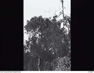 SHAGGY RIDGE, NEW GUINEA. 1944-06-18. TYPICAL FOLIAGE ON THE RIDGE FACED BY A PATROL OF 11TH DIVISION CARRIER COMPANY DURING AN EXPEDITION WITH OFFICIAL WAR ARTIST VX76415 LIEUTENANT R. B. EWERS, ..
