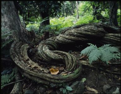 Vine in forest, Wakaya, Fiji, 1994, 1 / Peter Dombrovskis