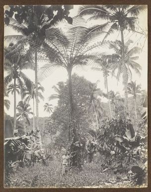 Man in tropical forest. From the album: Samoa