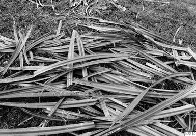 pandanus, landscape, plant, photography, ph