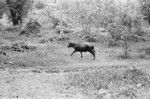 Cow in the bush