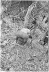 Returned laborers, purification ritual: returned laborer holds pig during sacrifice for ancestors