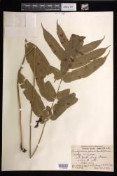 Coniogramme pilosa