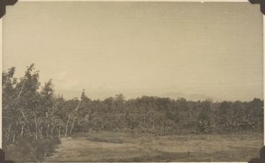 The rubber plantation at Popondetta, Papua New Guinea, 1951 / Albert Speer